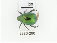 艷金龜藏品圖，第1張