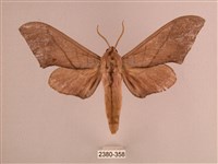 直翅六點天蛾藏品圖，第1張