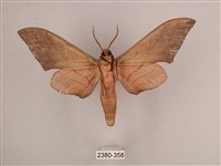 直翅六點天蛾藏品圖，第2張