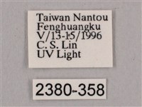 直翅六點天蛾藏品圖，第3張