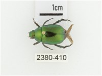 艷金龜藏品圖，第1張