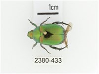 艷金龜藏品圖，第1張