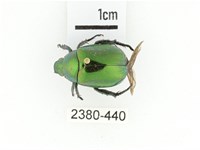 艷金龜藏品圖，第1張