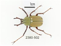 臺灣角金龜藏品圖，第1張