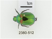 艷金龜藏品圖，第1張