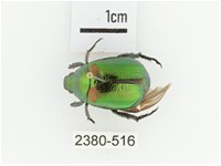 艷金龜藏品圖，第1張