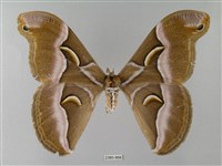 眉紋天蠶蛾藏品圖，第1張