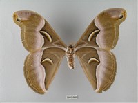 眉紋天蠶蛾藏品圖，第2張