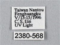 眉紋天蠶蛾藏品圖，第3張