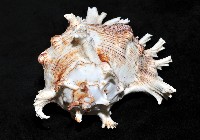 大千手螺藏品圖，第4張
