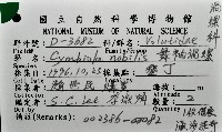 舞袖渦螺藏品圖，第12張