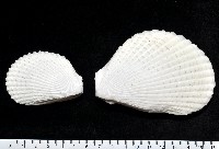 大白狐蛤藏品圖，第4張
