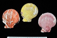 高貴海扇蛤藏品圖，第1張