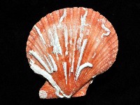 高貴海扇蛤藏品圖，第2張