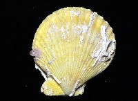 高貴海扇蛤藏品圖，第3張