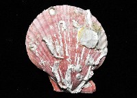 高貴海扇蛤藏品圖，第4張