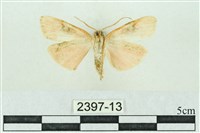 臺雪苔蛾藏品圖，第2張