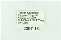 臺雪苔蛾藏品圖，第3張