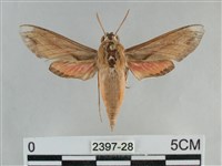 後紅斜線天蛾藏品圖，第1張