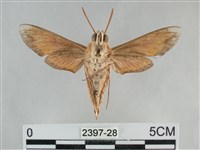 後紅斜線天蛾藏品圖，第2張