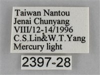 後紅斜線天蛾藏品圖，第3張