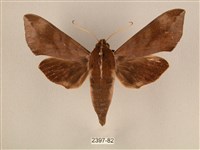 背中白天蛾藏品圖，第1張