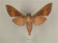 背中白天蛾藏品圖，第2張