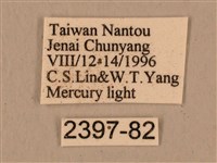 背中白天蛾藏品圖，第3張