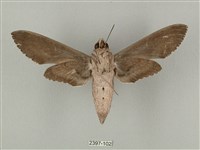 蝦殼天蛾藏品圖，第2張