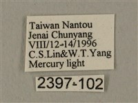 蝦殼天蛾藏品圖，第3張