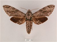 細斜紋霜天蛾藏品圖，第1張