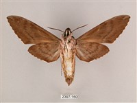 細斜紋霜天蛾藏品圖，第2張