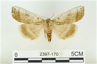 臺洒波紋蛾藏品圖，第1張