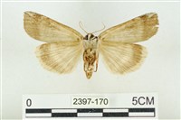 臺洒波紋蛾藏品圖，第2張