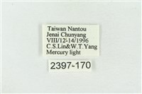 臺洒波紋蛾藏品圖，第3張