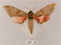 榆綠天蛾藏品圖，第1張