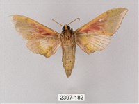 榆綠天蛾藏品圖，第2張