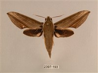 背線天蛾藏品圖，第1張