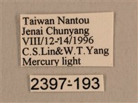 背線天蛾藏品圖，第3張