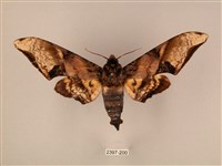 臀角斑天蛾藏品圖，第1張