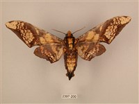 臀角斑天蛾藏品圖，第2張