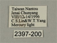 臀角斑天蛾藏品圖，第3張