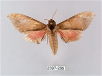 榆綠天蛾藏品圖，第1張