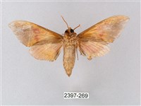 榆綠天蛾藏品圖，第2張