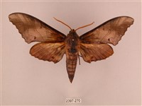 栗六點天蛾藏品圖，第1張