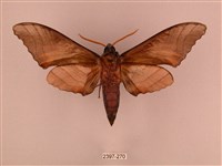 栗六點天蛾藏品圖，第2張