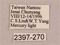 栗六點天蛾藏品圖，第3張