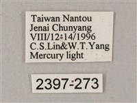 榆綠天蛾藏品圖，第3張