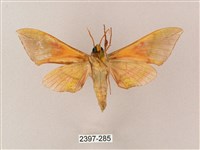 榆綠天蛾藏品圖，第2張