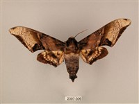 臀角斑天蛾藏品圖，第1張